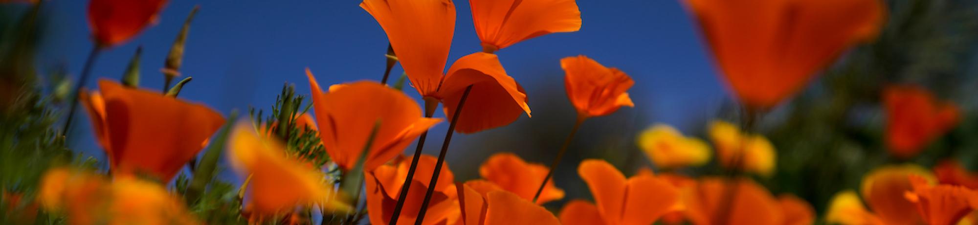 Vibrant orange poppies in front of a blue sky.
