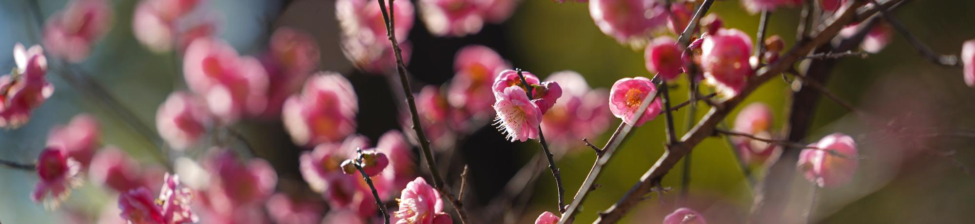 A close-up of budding pink flowers.
